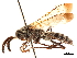  (Paraclavelia - CCDB-32128-G02)  @11 [ ] CreativeCommons - Attribution (2018) CBG Photography Group Smithsonian Institution