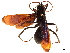  (Diplonyx - CCDB-32128-G09)  @11 [ ] CreativeCommons - Attribution (2018) CBG Photography Group Smithsonian Institution