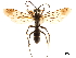  (Eopompilus internalis - CCDB-32128-G12)  @11 [ ] CreativeCommons - Attribution (2018) CBG Photography Group Smithsonian Institution