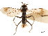  (Eopompilus - CCDB-32128-H01)  @11 [ ] CreativeCommons - Attribution (2018) CBG Photography Group Smithsonian Institution