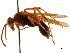  (Leptodialepis - CCDB-32128-H06)  @14 [ ] CreativeCommons - Attribution (2018) CBG Photography Group Smithsonian Institution