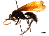  (Malgacnemis - CCDB-32128-H09)  @11 [ ] CreativeCommons - Attribution (2018) CBG Photography Group Smithsonian Institution