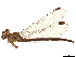  ( - CCDB-32129-H10)  @11 [ ] CreativeCommons - Attribution (2018) CBG Photography Group Smithsonian Institution