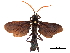  (Pepsis assimilis - CCDB-32130-A01)  @11 [ ] CreativeCommons - Attribution (2018) CBG Photography Group Smithsonian Institution