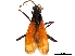  (Pepsis chrysothemis - CCDB-32130-A02)  @11 [ ] CreativeCommons - Attribution (2018) CBG Photography Group Smithsonian Institution