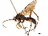  (Platydialepis - CCDB-32130-A04)  @11 [ ] CreativeCommons - Attribution (2018) CBG Photography Group Smithsonian Institution