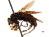  (Pompilocalus - CCDB-32130-A05)  @11 [ ] CreativeCommons - Attribution (2018) CBG Photography Group Smithsonian Institution