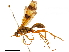  (Sphictostethus gravesii - CCDB-32130-A09)  @11 [ ] CreativeCommons - Attribution (2018) CBG Photography Group Smithsonian Institution