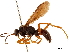  (Sphictostethus xanthopus - CCDB-32130-A10)  @11 [ ] CreativeCommons - Attribution (2018) CBG Photography Group Smithsonian Institution