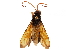  (Tachypompilus ignitus - CCDB-32130-E09)  @11 [ ] CreativeCommons - Attribution (2018) CBG Photography Group Smithsonian Institution