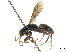  (Cordyloscelis - CCDB-32130-F02)  @11 [ ] CreativeCommons - Attribution (2018) CBG Photography Group Smithsonian Institution