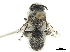  ( - CCDB-32130-F06)  @11 [ ] CreativeCommons - Attribution (2018) CBG Photography Group Smithsonian Institution