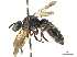  (Protandrena bancrofti - CCDB-32130-G10)  @14 [ ] CreativeCommons - Attribution (2018) CBG Photography Group Smithsonian Institution