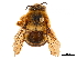  (Pachymelus bicolor - CCDB-32130-H01)  @11 [ ] CreativeCommons - Attribution (2018) CBG Photography Group Smithsonian Institution