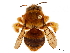  (Pachymelus unicolor - CCDB-32130-H02)  @11 [ ] CreativeCommons - Attribution (2018) CBG Photography Group Smithsonian Institution