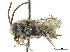  (Tetraloniella eriocarpi - CCDB-32131-B09)  @15 [ ] CreativeCommons - Attribution (2018) CBG Photography Group Smithsonian Institution