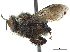  ( - CCDB-32131-F10)  @11 [ ] CreativeCommons - Attribution (2018) CBG Photography Group Smithsonian Institution