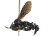  ( - CCDB-32131-G05)  @11 [ ] CreativeCommons - Attribution (2018) CBG Photography Group Smithsonian Institution