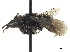  ( - CCDB-32131-G12)  @12 [ ] CreativeCommons - Attribution (2018) CBG Photography Group Smithsonian Institution