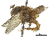  (Partamona vicina - CCDB-32132-B04)  @11 [ ] CreativeCommons - Attribution (2018) CBG Photography Group Smithsonian Institution