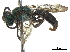  (Agapostemonoides - CCDB-32132-E05)  @11 [ ] CreativeCommons - Attribution (2018) CBG Photography Group Smithsonian Institution