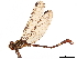  (Erpetogomphus ophibolus - CCDB-32133-A02)  @11 [ ] CreativeCommons - Attribution (2018) CBG Photography Group Smithsonian Institution