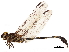  (Phyllogomphoides fuliginosus - CCDB-32133-A10)  @11 [ ] CreativeCommons - Attribution (2018) CBG Photography Group Smithsonian Institution