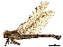  (Phenes - CCDB-32133-E08)  @11 [ ] CreativeCommons - Attribution (2018) CBG Photography Group Smithsonian Institution