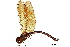  (Agyrtacantha tumidula - CCDB-32133-G02)  @11 [ ] CreativeCommons - Attribution (2018) CBG Photography Group Smithsonian Institution