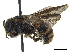  ( - CCDB-32134-A02)  @11 [ ] CreativeCommons - Attribution (2018) CBG Photography Group Smithsonian Institution