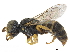  (Larrisson abnormis - CCDB-32134-H09)  @11 [ ] CreativeCommons - Attribution (2018) CBG Photography Group Smithsonian Institution