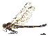  (Sieboldius albardae - CCDB-32135-A02)  @11 [ ] CreativeCommons - Attribution (2018) CBG Photography Group Smithsonian Institution