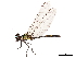  ( - CCDB-32135-A10)  @11 [ ] CreativeCommons - Attribution (2018) CBG Photography Group Smithsonian Institution