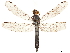  ( - CCDB-32135-C07)  @11 [ ] CreativeCommons - Attribution (2018) CBG Photography Group Smithsonian Institution