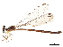  (Allolestes - CCDB-32135-E11)  @11 [ ] CreativeCommons - Attribution (2018) CBG Photography Group Smithsonian Institution