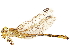  (Crenigomphus renei - CCDB-32135-F03)  @11 [ ] CreativeCommons - Attribution (2018) CBG Photography Group Smithsonian Institution