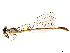  ( - CCDB-32135-H03)  @11 [ ] CreativeCommons - Attribution (2018) CBG Photography Group Smithsonian Institution