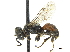  (Plenoculus - CCDB-32136-A01)  @11 [ ] CreativeCommons - Attribution (2018) CBG Photography Group Smithsonian Institution