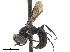  (Pisonopsis areolata - CCDB-32136-A08)  @11 [ ] CreativeCommons - Attribution (2018) CBG Photography Group Smithsonian Institution