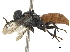  (Pisonopsis clypeata - CCDB-32136-A09)  @11 [ ] CreativeCommons - Attribution (2018) CBG Photography Group Smithsonian Institution