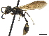  (Trachypus petiolatus - CCDB-32136-B06)  @11 [ ] CreativeCommons - Attribution (2018) CBG Photography Group Smithsonian Institution