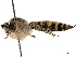  (Colpa interrupta - CCDB-32136-D08)  @11 [ ] CreativeCommons - Attribution (2018) CBG Photography Group Smithsonian Institution