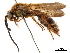  (Megacampsomeris ceylonica - CCDB-32136-E06)  @11 [ ] CreativeCommons - Attribution (2018) CBG Photography Group Smithsonian Institution