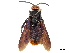  (Megascolia azurea - CCDB-32136-E07)  @11 [ ] CreativeCommons - Attribution (2018) CBG Photography Group Smithsonian Institution