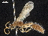  ( - CCDB-32136-G06)  @11 [ ] CreativeCommons - Attribution (2018) CBG Photography Group Smithsonian Institution