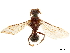  ( - CCDB-32137-A02)  @11 [ ] CreativeCommons - Attribution (2018) CBG Photography Group Smithsonian Institution