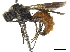  (Timulla baucis - CCDB-32137-C09)  @11 [ ] CreativeCommons - Attribution (2018) CBG Photography Group Smithsonian Institution
