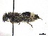  (Nemka viduata - CCDB-32137-D06)  @11 [ ] CreativeCommons - Attribution (2018) CBG Photography Group Smithsonian Institution