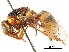  (Knemodynerus rhynchoides inclinans - CCDB-32138-A02)  @11 [ ] CreativeCommons - Attribution (2018) CBG Photography Group Smithsonian Institution
