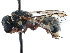  (Maricopodynerus lissus - CCDB-32138-A06)  @11 [ ] CreativeCommons - Attribution (2018) CBG Photography Group Smithsonian Institution